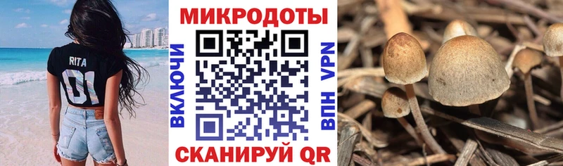 Галлюциногенные грибы Psilocybe  Купить где  Клин 