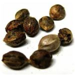 Семена марихуаны АК-47  (Seeds AK-47) в Клине
